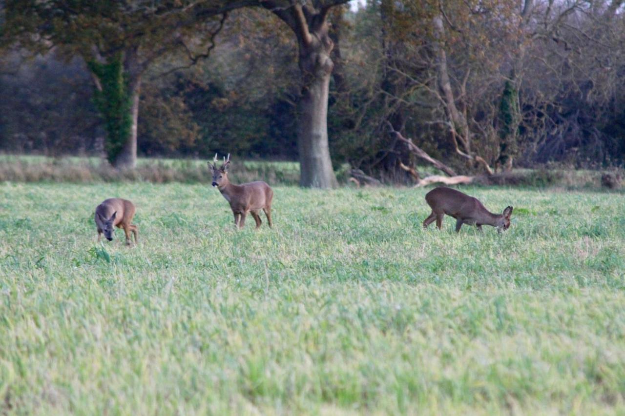 Hunston Mill Self Catering Dog Stay For Free Chichester Eksteriør bilde
